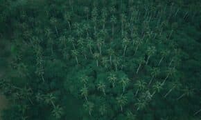 Aerial shot of dense tropical palm forest showcasing lush greenery from above.