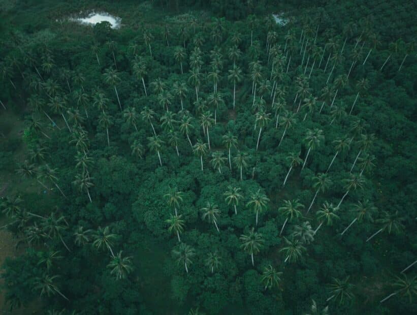 Aerial shot of dense tropical palm forest showcasing lush greenery from above.