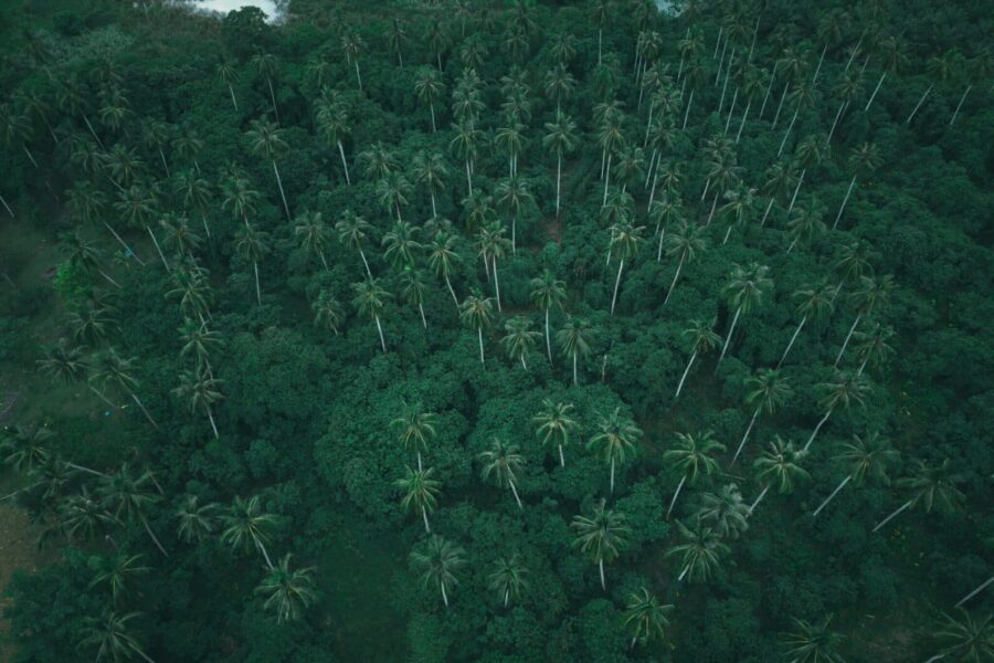 Aerial shot of dense tropical palm forest showcasing lush greenery from above.