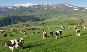 Peaceful scene of cows grazing on lush pastures in Mont-Dore, with scenic Auvergne mountains in the background.