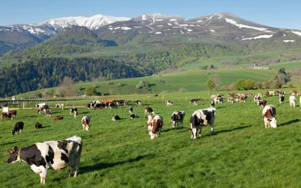 Selger billige melkekvoter til en krone literen – femten nye bønder vil starte i Nord-Norge