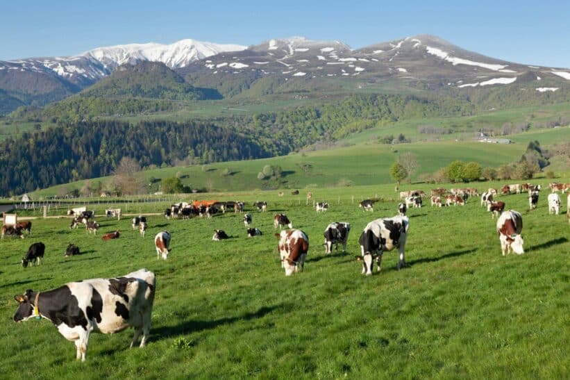 Peaceful scene of cows grazing on lush pastures in Mont-Dore, with scenic Auvergne mountains in the background.
