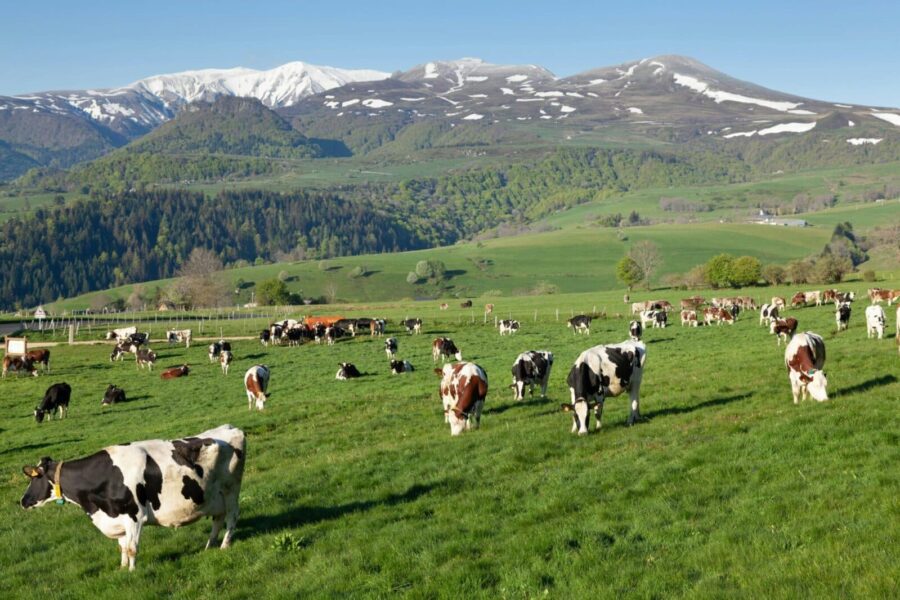 Peaceful scene of cows grazing on lush pastures in Mont-Dore, with scenic Auvergne mountains in the background.