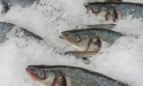Close-up of fresh fish displayed on ice in a market setting, highlighting freshness and quality.