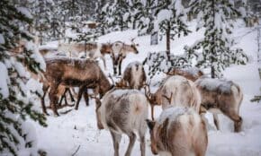 Reindeer herd roaming snowy woods in Inari, Finland, captured in serene winter surroundings.