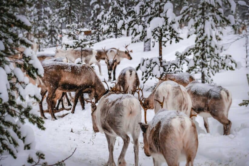 Reindeer herd roaming snowy woods in Inari, Finland, captured in serene winter surroundings.