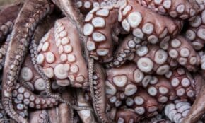 Detailed close-up of octopus tentacles highlighting texture and pattern