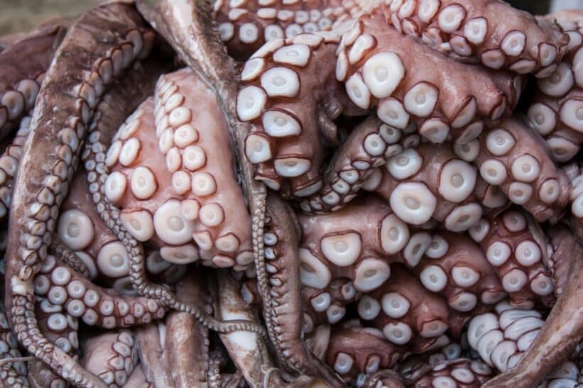 Detailed close-up of octopus tentacles highlighting texture and pattern
