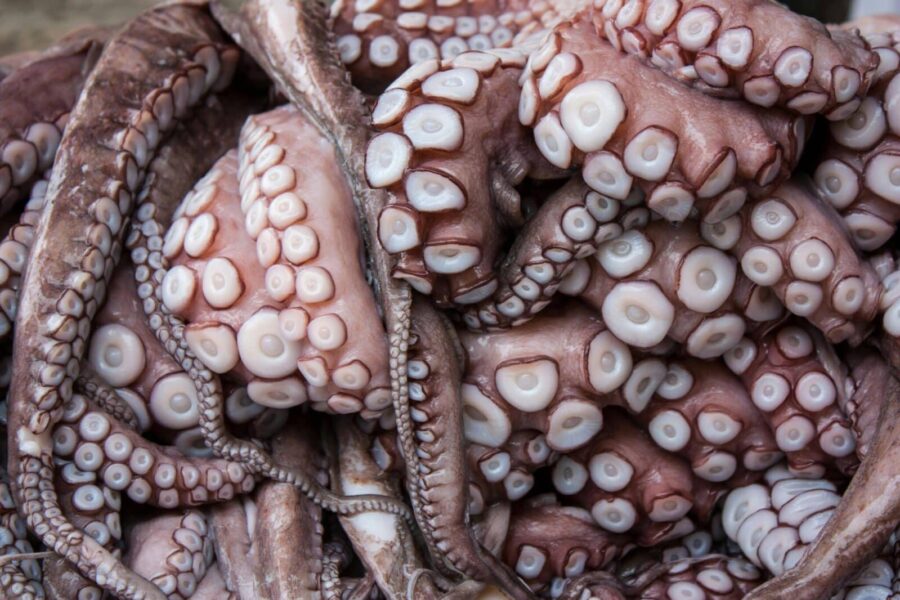 Detailed close-up of octopus tentacles highlighting texture and pattern