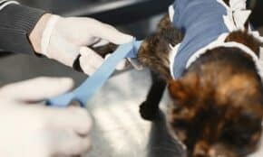 A veterinarian skillfully bandages a cat's paw post-surgery in a clinic setting.