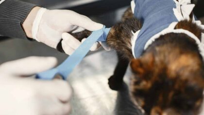 Veterinærinstituttet advarer: Nye sykdommer truer norsk dyrehelse