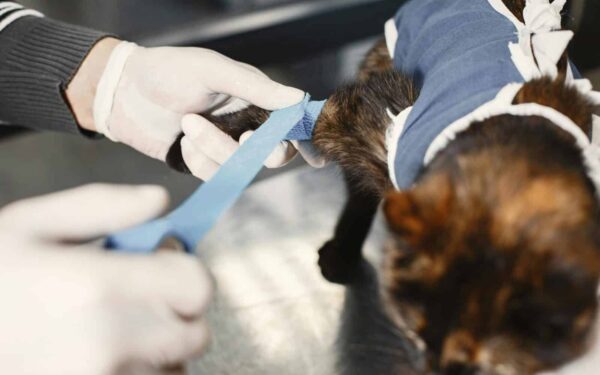 Veterinærinstituttet advarer: Nye sykdommer truer norsk dyrehelse