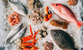 orange and white fish on white and black pebbles