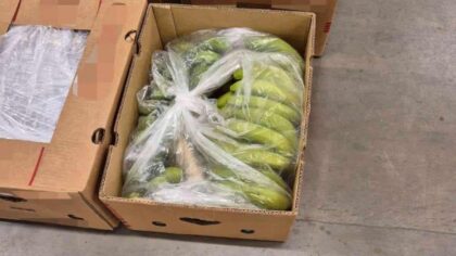 Kokain i banankasser: Tolletaten slo til etter varsel og gjorde kjempebeslag på 147 kilo