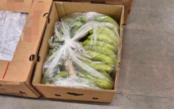 Kokain i banankasser: Tolletaten slo til etter varsel og gjorde kjempebeslag på 147 kilo