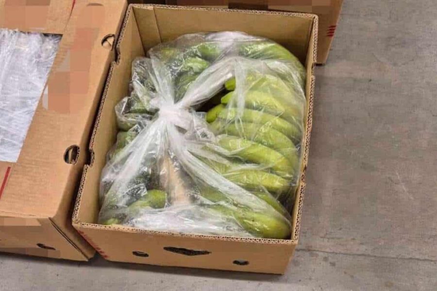 Kokain i banankasser: Tolletaten slo til etter varsel og gjorde kjempebeslag på 147 kilo