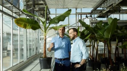 Britisk AgTech-selskap henter 91,3 mill. euro til genredigerte bananer og klimarobuste avlinger