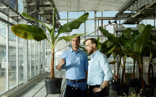 Britisk AgTech-selskap henter 91,3 mill. euro til genredigerte bananer og klimarobuste avlinger