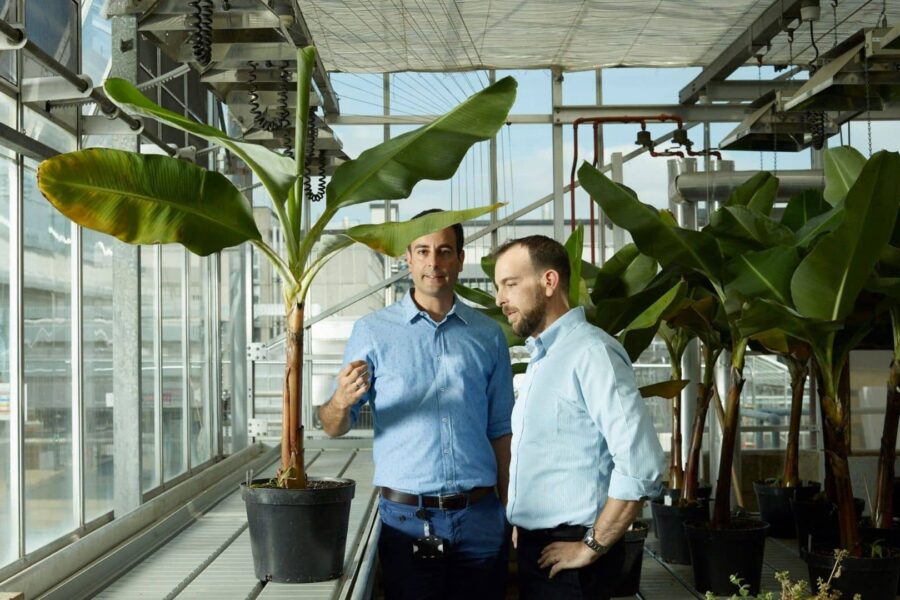 Britisk AgTech-selskap henter 91,3 mill. euro til genredigerte bananer og klimarobuste avlinger