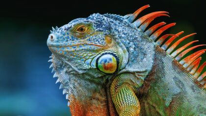 Ekstremkulde i Sørstatene: Iguaner faller fra trærne i Florida under rekordlav temperatur