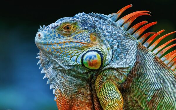 Ekstremkulde i Sørstatene: Iguaner faller fra trærne i Florida under rekordlav temperatur
