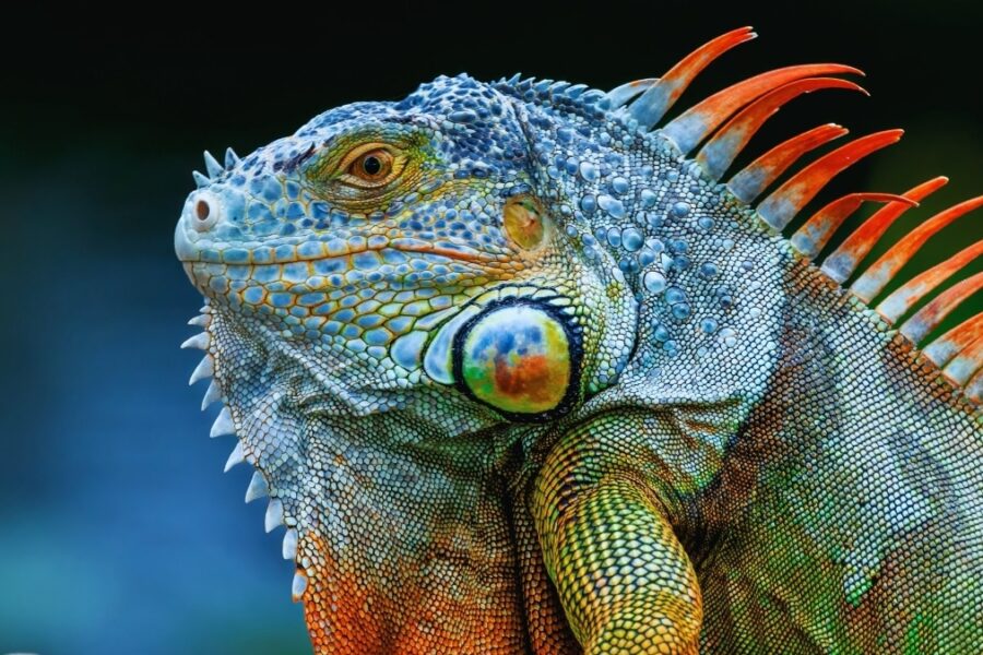 Ekstremkulde i Sørstatene: Iguaner faller fra trærne i Florida under rekordlav temperatur