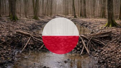 De bygger demninger som bevere i Białowieżaskogen – dette er planen for å holde på vannet