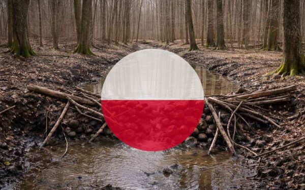 De bygger demninger som bevere i Białowieżaskogen – dette er planen for å holde på vannet