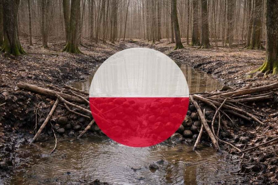 De bygger demninger som bevere i Białowieżaskogen – dette er planen for å holde på vannet