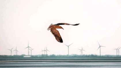 En liten endring ved vindpark ga uventet effekt: Fuglene holdt seg unna – og nesten ingen døde