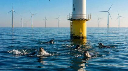 Støy fra havvind fordriver først selen – nå blir turbinene faste matstasjoner for rovdyret