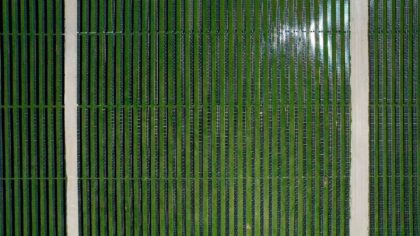 Nye solcelleparker forbedrer lokal natur – ørkenplante får ideelle betingelser i skyggen