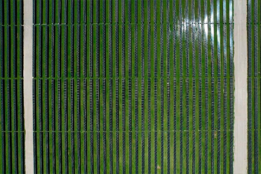 Nye solcelleparker forbedrer lokal natur – ørkenplante får ideelle betingelser i skyggen