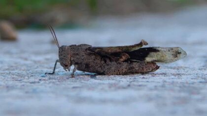 Store amerikanske solcelleparker skaper uventede og farlige feller for mange insekter