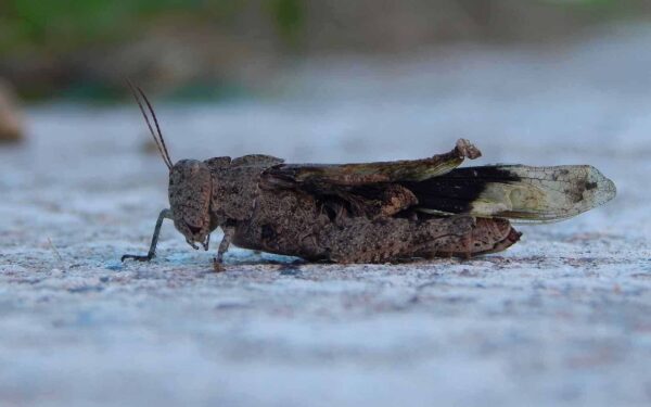 Store amerikanske solcelleparker skaper uventede og farlige feller for mange insekter