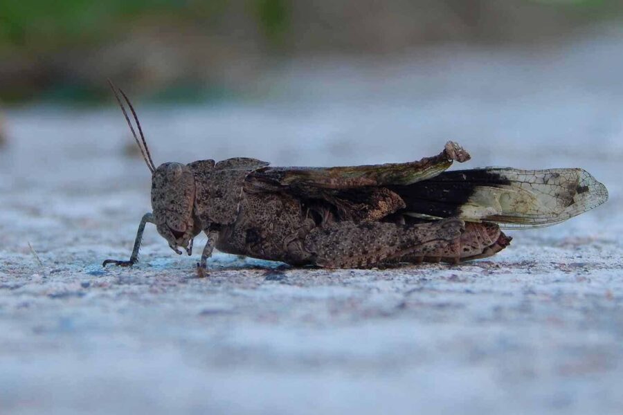 Store amerikanske solcelleparker skaper uventede og farlige feller for mange insekter