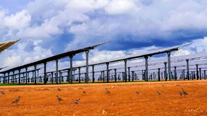 Hetebølgen dreper millioner av fugler i Australia – nå søker de ly under solcelleparker