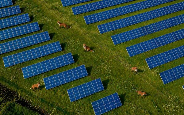Teknologi og natur i unik sameksistens: Solparker blir nye naturreservat