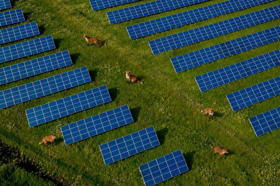 Teknologi og natur i unik sameksistens: Solparker blir nye naturreservat
