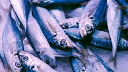 Makrell i Norge: sesonger, kystliv og praktiske tips til deg som vil spise mer makrell