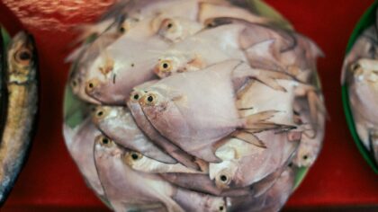 Mikroplast i sjømat: hva det betyr for deg som spiser fisk