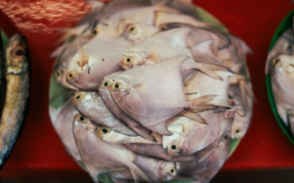 Mikroplast i sjømat: hva det betyr for deg som spiser fisk
