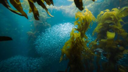 Tang og tare i norsk mat: praktisk guide til råvarer fra havet
