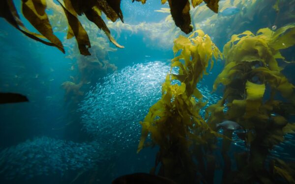 Tang og tare i norsk mat: praktisk guide til råvarer fra havet