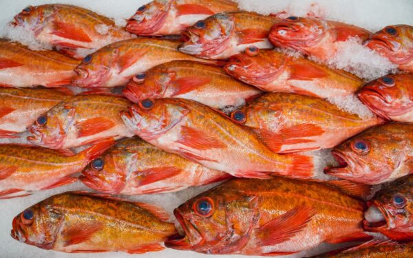 Hvordan kjøpe fersk fisk i butikken uten å føle deg usikker