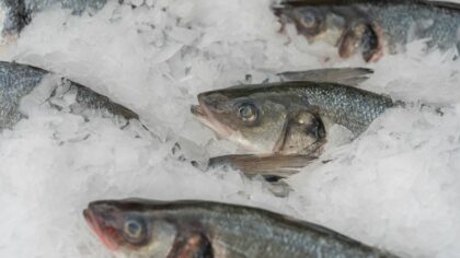 Fersk fisk fra butikk til middag: slik bevarer du smak og kvalitet hele veien hjem