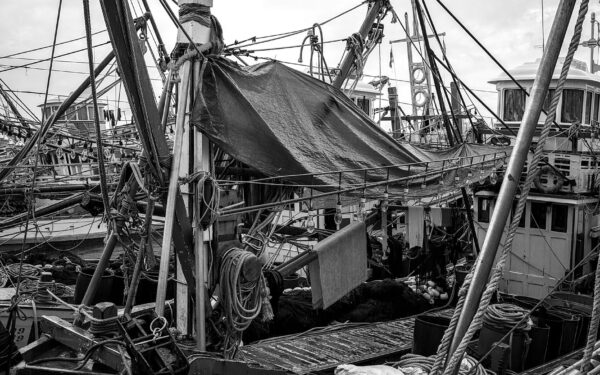 Pelagisk fisk på kjøkkenet: enkel innføring i sild, makrell og andre svømmere i stim