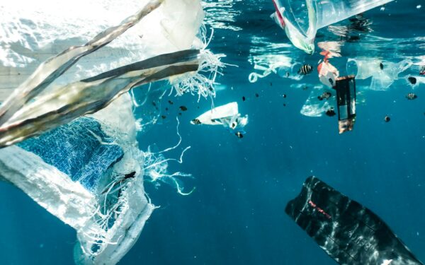Sjømat og mikroplast: hva vi vet, hva vi ikke vet, og hva du kan gjøre