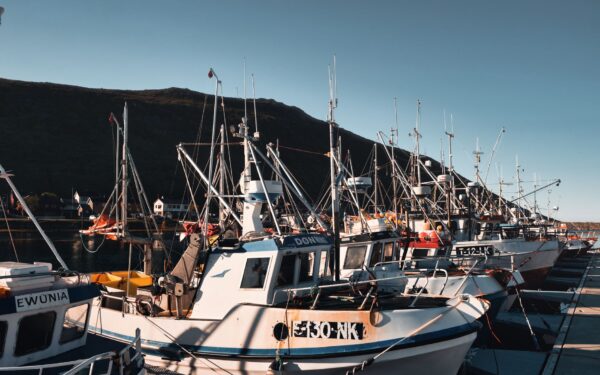 Sjømatnæringen forklart: slik henger fisk, arbeidsplasser og havmiljø sammen