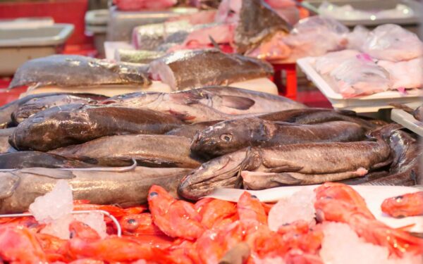 Slik forstår du fiskemerking: en praktisk guide til miljø, fangst og opprinnelse